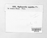 Rosellinia aquila image
